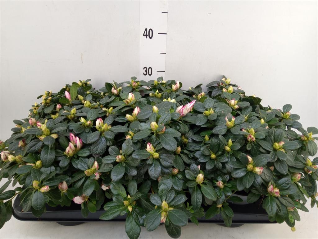 Горшечные цветы и растения оптом Rhododendron Sim.   ... от 6шт из Голландии с доставкой по России