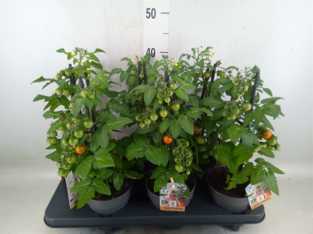 Горшечные цветы и растения оптом Solanum Lycopersicum   ... от 6шт из Голландии с доставкой по России