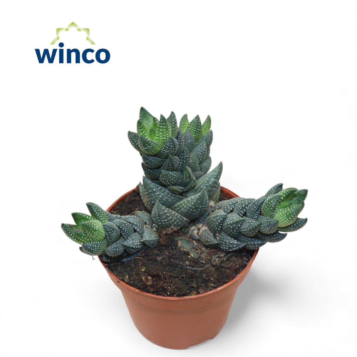 Горшечные цветы и растения оптом Hawo Ov от 18шт (для телеги) из Голландии с доставкой по России