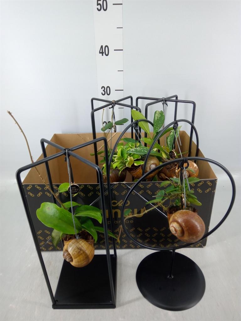 Горшечные цветы и растения оптом Hoya   ...mix от 6шт из Голландии с доставкой по России