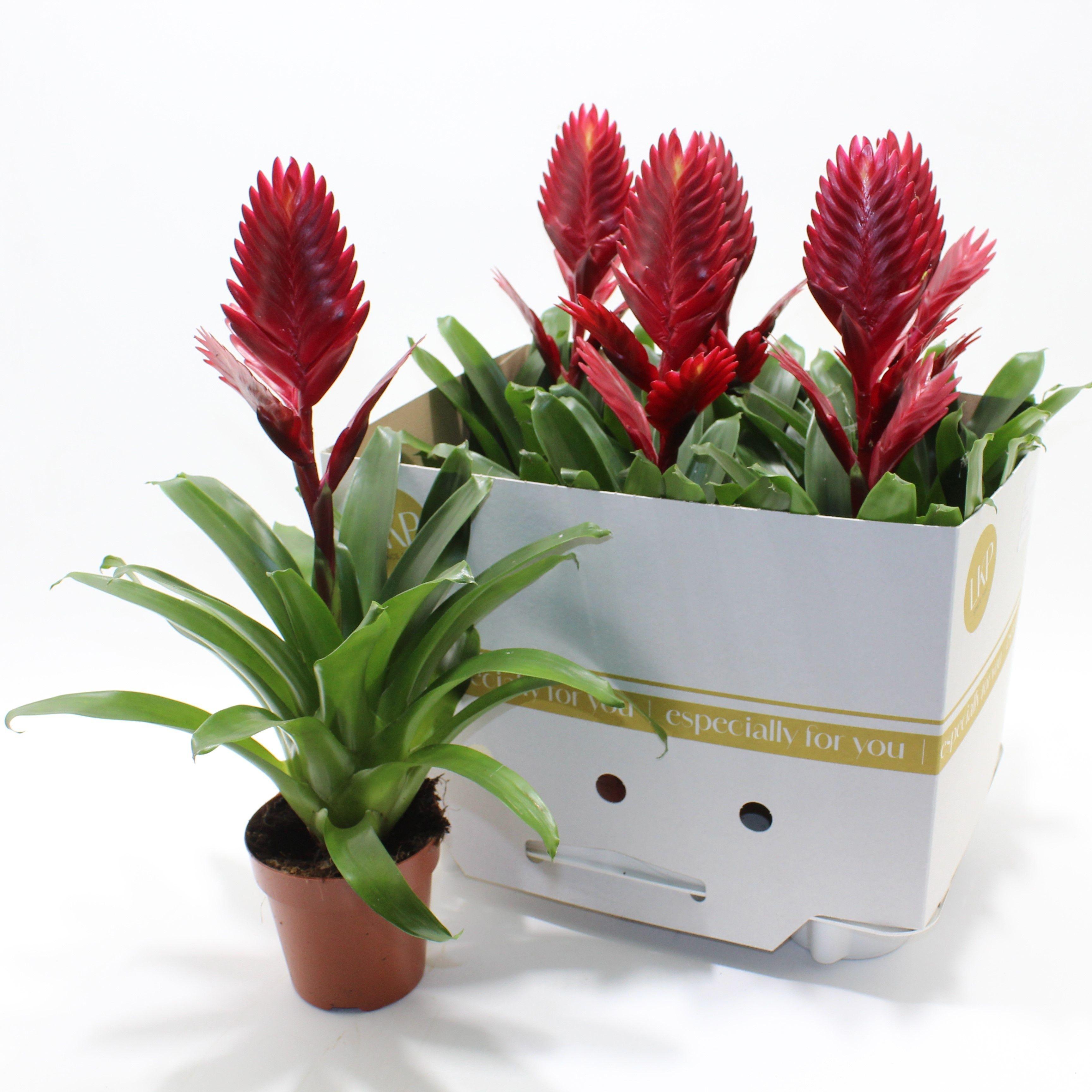 Горшечные цветы и растения оптом Vries Style от 6шт из Голландии с доставкой по России