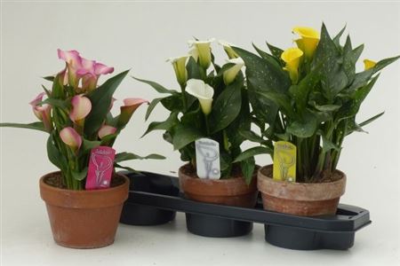 Горшечные цветы и растения оптом Zant Gem 3 Kl 5+ Terracotta Pot от 3шт из Голландии с доставкой по России
