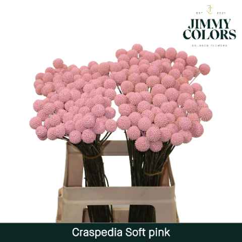 Срезанные цветы оптом Craspedia paint pink light от 50шт из Голландии с доставкой по России
