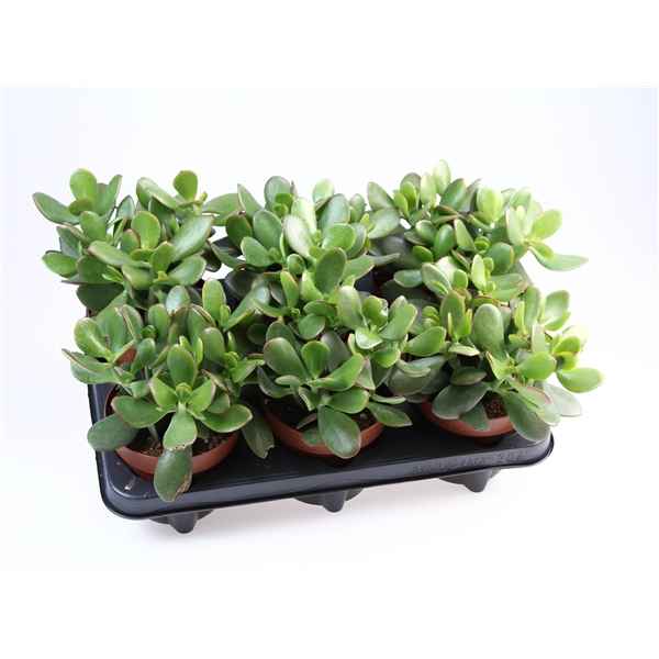 Горшечные цветы и растения оптом Crassula Ovata Sunset от 6шт из Голландии с доставкой по России