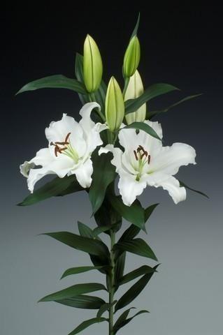 Срезанные цветы оптом Lilium or (our choice) white от 40шт из Голландии с доставкой по России