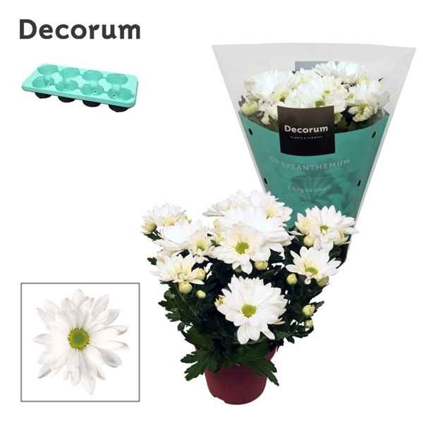 Горшечные цветы и растения оптом Chrys Margarita White (decorum) от 8шт из Голландии с доставкой по России