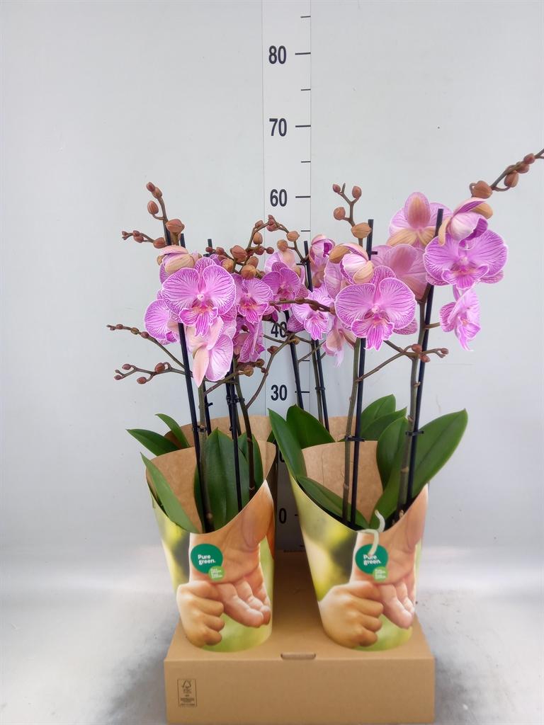 Горшечные цветы и растения оптом Phalaenopsis   ...rose от 4шт из Голландии с доставкой по России