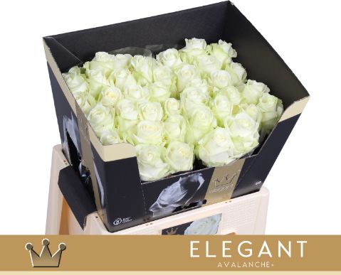 Срезанные цветы оптом Rosa large avalanche+ Bernhard Elegant от 40шт из Голландии с доставкой по России