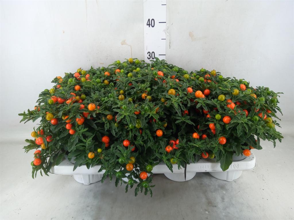 Горшечные цветы и растения оптом Solanum Pseudocapsicum от 8шт из Голландии с доставкой по России Горшечные цветы и растения оптом Solanum Pseudocapsicum от 8шт из Голландии с доставкой по России