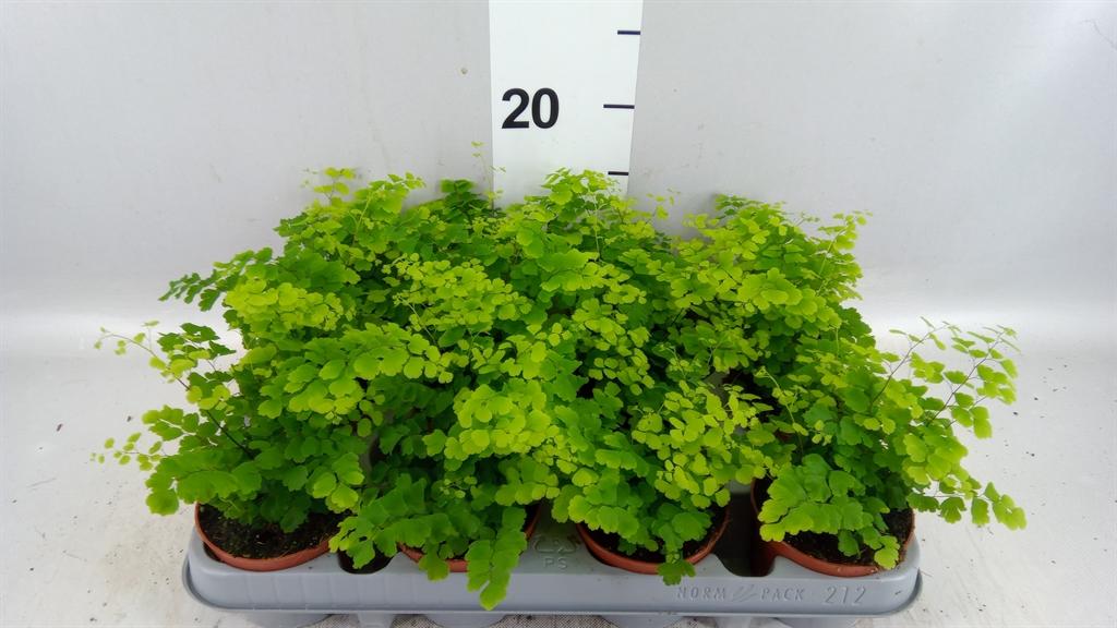 Горшечные цветы и растения оптом Adiantum Raddi. fragrans от 12шт (для телеги) из Голландии с доставкой по России