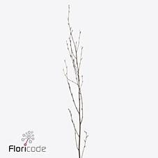 Срезанные цветы оптом Betula snow white от 10шт из Голландии с доставкой по России