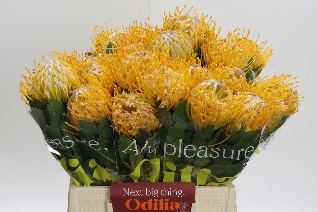 Срезанные цветы оптом Nutans joti от 30шт из Голландии с доставкой по России