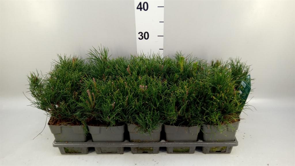 Горшечные цветы и растения оптом Pinus Mugo Subsp. Mugo от 10шт из Голландии с доставкой по России