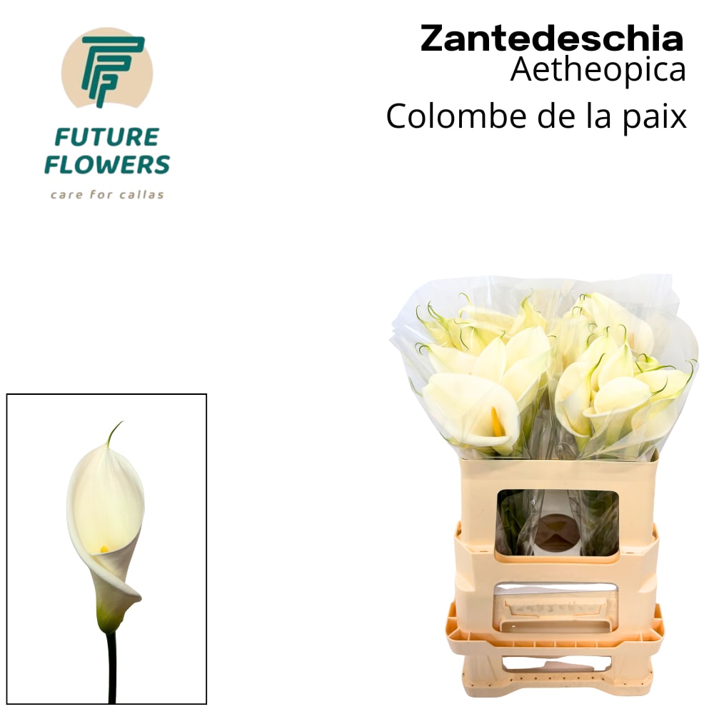 Срезанные цветы оптом Zantedeschia ae colombe de la paix от 40шт из Голландии с доставкой по России