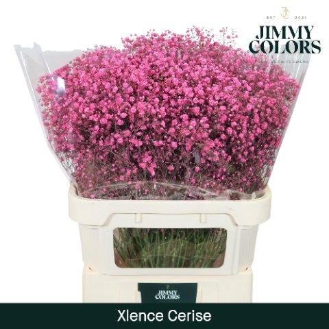 Срезанные цветы оптом Gyps large paint cerise от 25шт из Голландии с доставкой по России