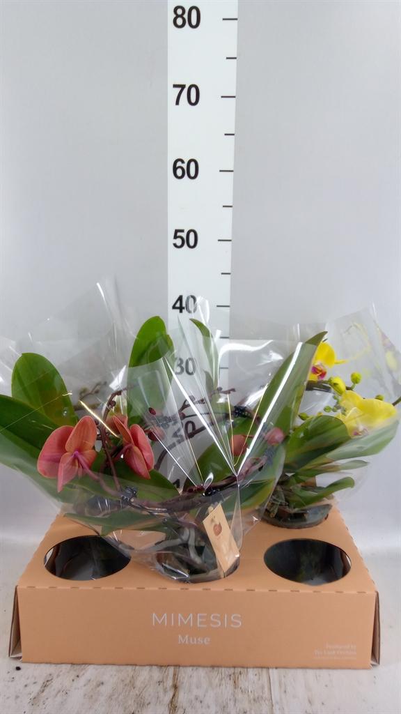 Горшечные цветы и растения оптом Phalaenopsis muse ...mix от 3шт из Голландии с доставкой по России