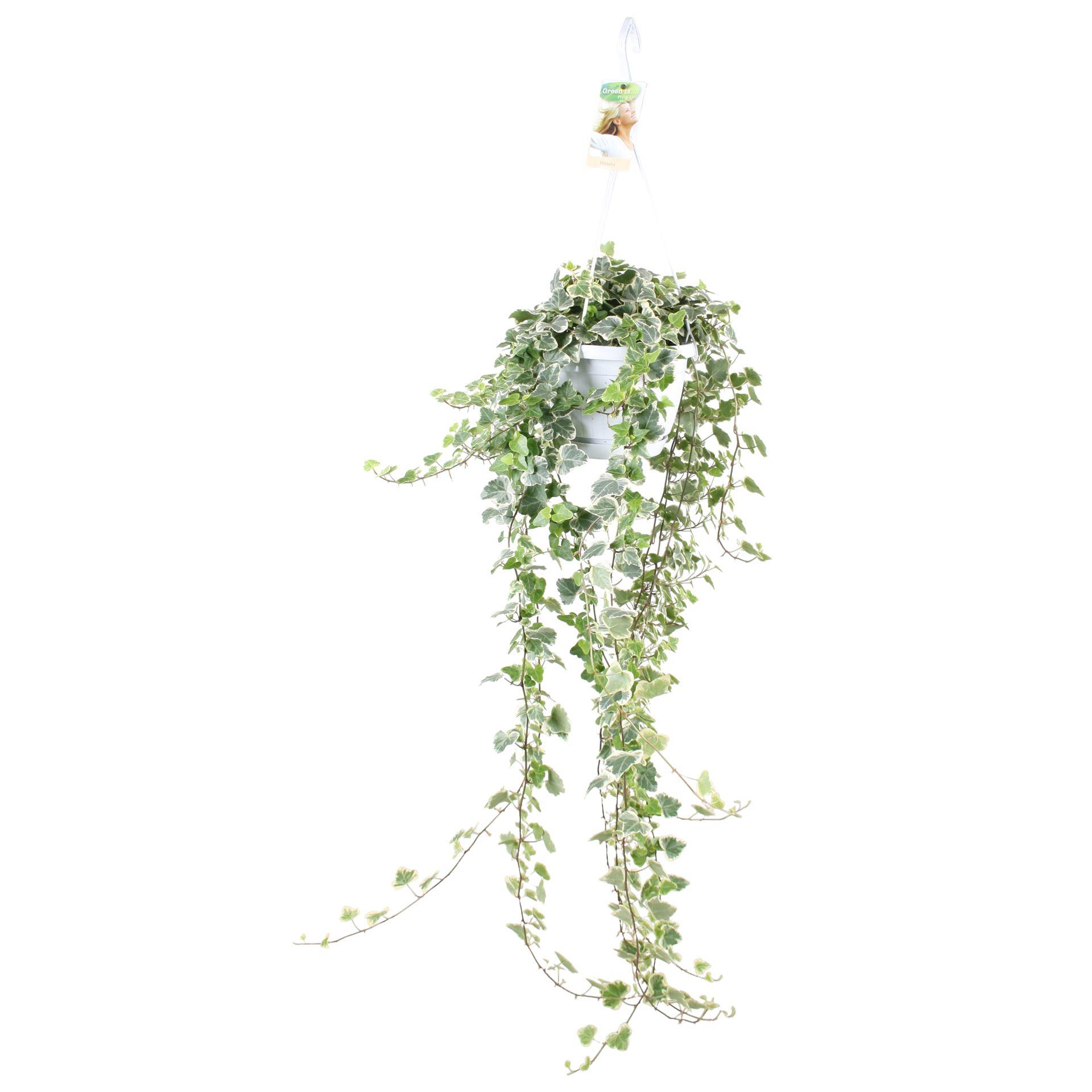 Горшечные цветы и растения оптом Hedera Helix white Wonder от 5шт из Голландии с доставкой по России