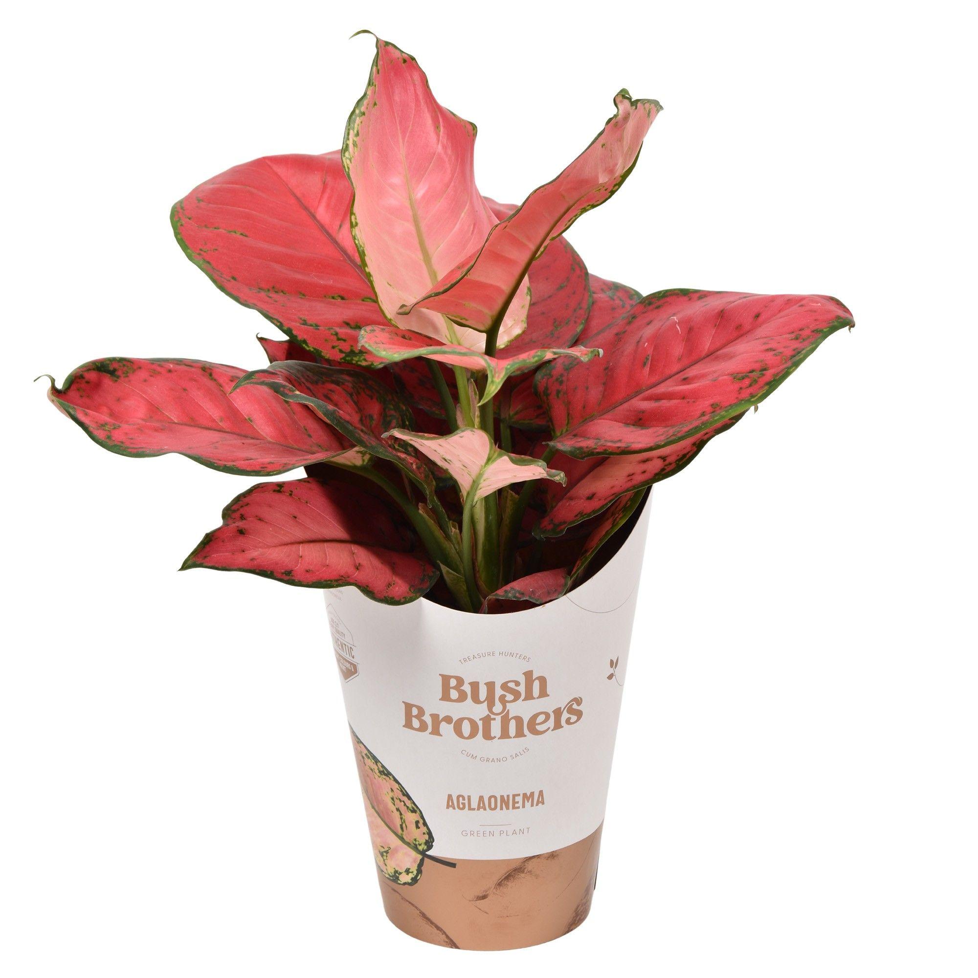 Горшечные цветы и растения оптом Aglaonema Sun Star от 6шт из Голландии с доставкой по России