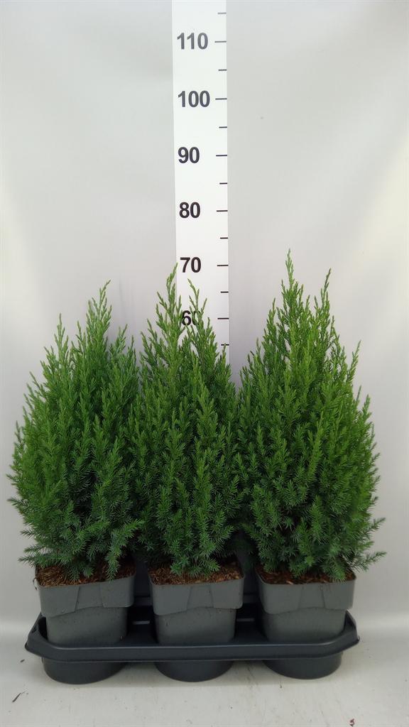 Горшечные цветы и растения оптом Juniperus Chinensis stricta от 3шт из Голландии с доставкой по России
