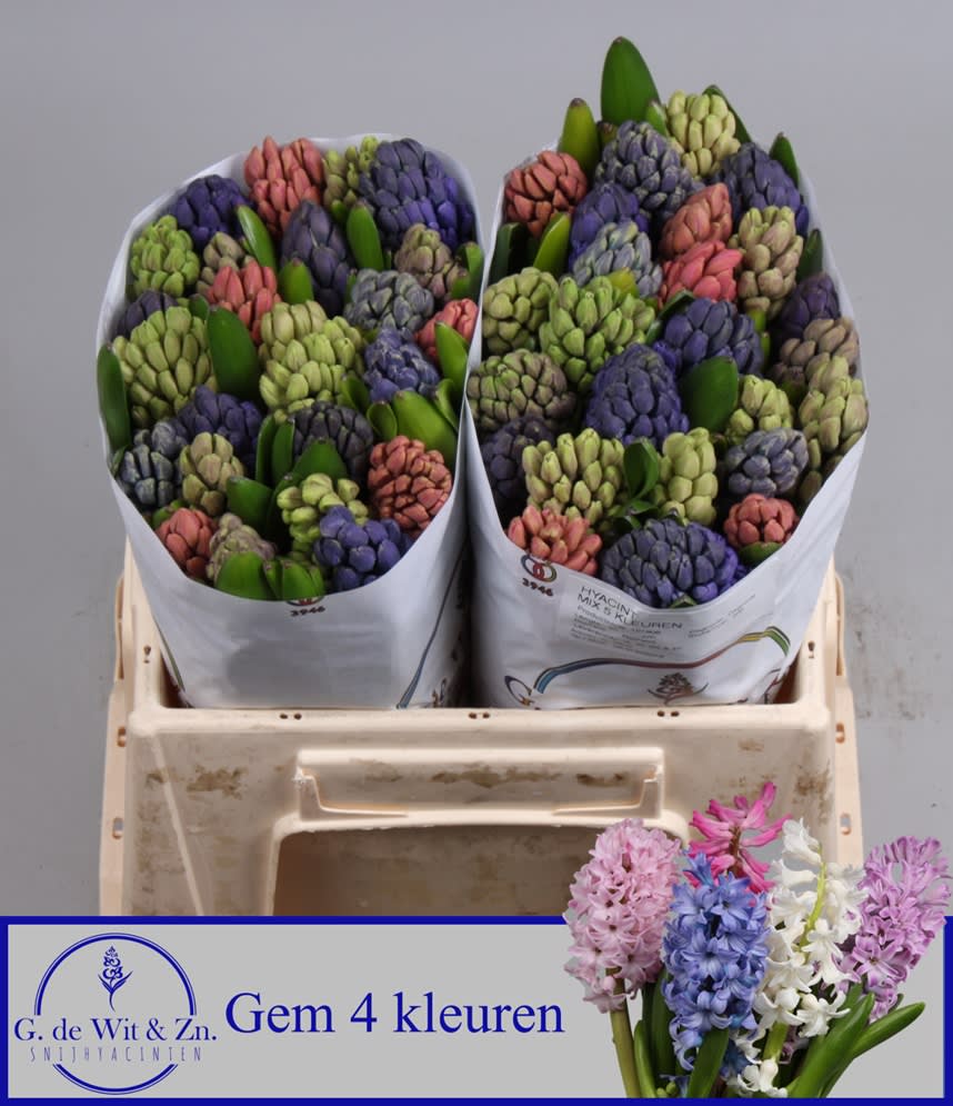Срезанные цветы оптом Hyacinthus 4 colour mix in bucket от 50шт из Голландии с доставкой по России