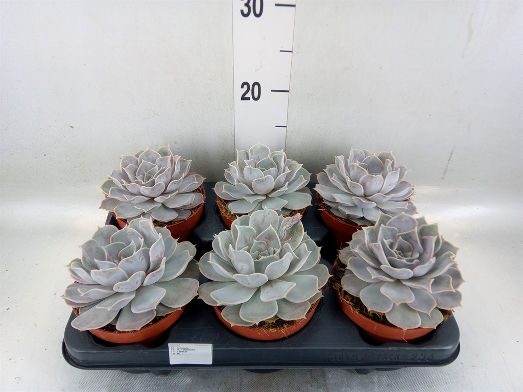 Горшечные цветы и растения оптом Echeveria Lilacina от 6шт из Голландии с доставкой по России