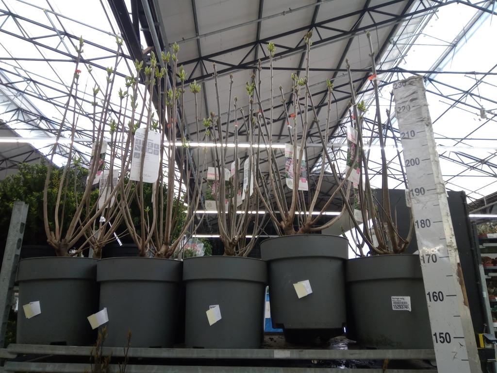 Горшечные цветы и растения оптом Syringa Vulg. от 1шт из Голландии с доставкой по России