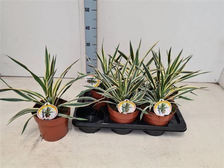 Горшечные цветы и растения оптом Yucca Glor Variegata от 6шт из Голландии с доставкой по России
