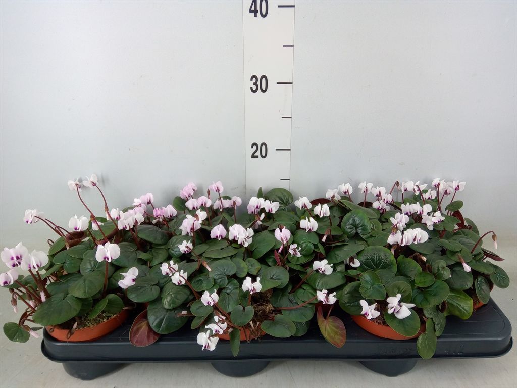 Горшечные цветы и растения оптом Cyclamen Coum от 12шт (для телеги) из Голландии с доставкой по России