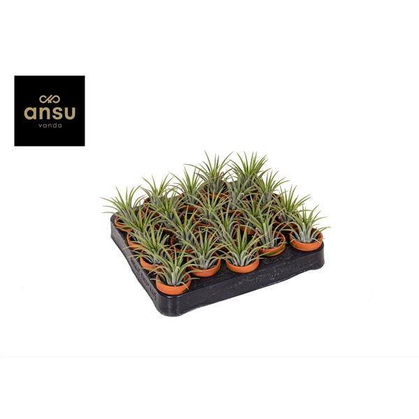 Горшечные цветы и растения оптом Tillandsia In Terracotta Pot от 12шт (для телеги) из Голландии с доставкой по России