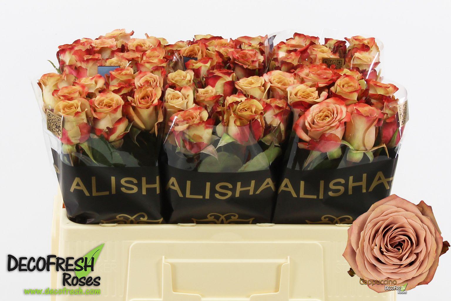 Срезанные цветы оптом Rosa large cappuccino от 60шт. из Голландии с доставкой по России
