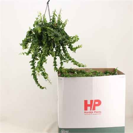 Горшечные цветы и растения оптом Aeschynanthus Twister Xl Hanging Pot от 7шт из Голландии с доставкой по России