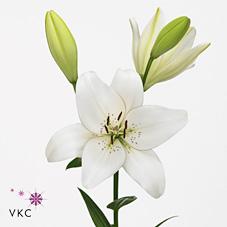 Срезанные цветы оптом Lilium la eyeliner от 60шт из Голландии с доставкой по России Срезанные цветы оптом Lilium la eyeliner от 60шт из Голландии с доставкой по России