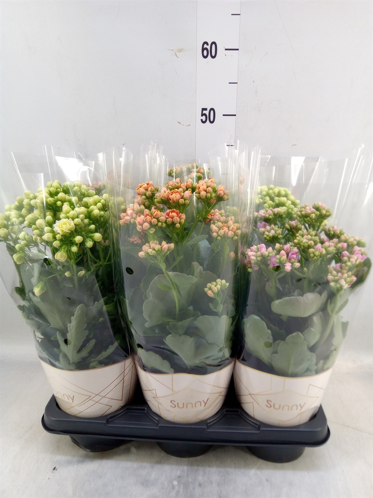 Горшечные цветы и растения оптом Kalanchoe   ... от 6шт из Голландии с доставкой по России