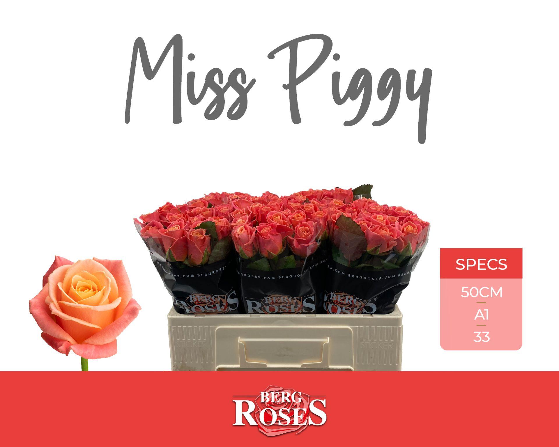 Срезанные цветы оптом Rosa large miss piggy A от 60шт из Голландии с доставкой по России