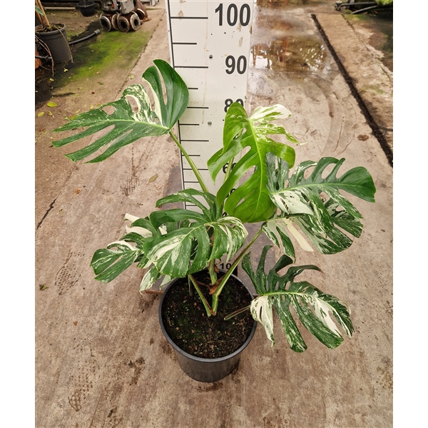 Горшечные цветы и растения оптом Monstera Deliciosa Variegata Xl от 1шт из Голландии с доставкой по России