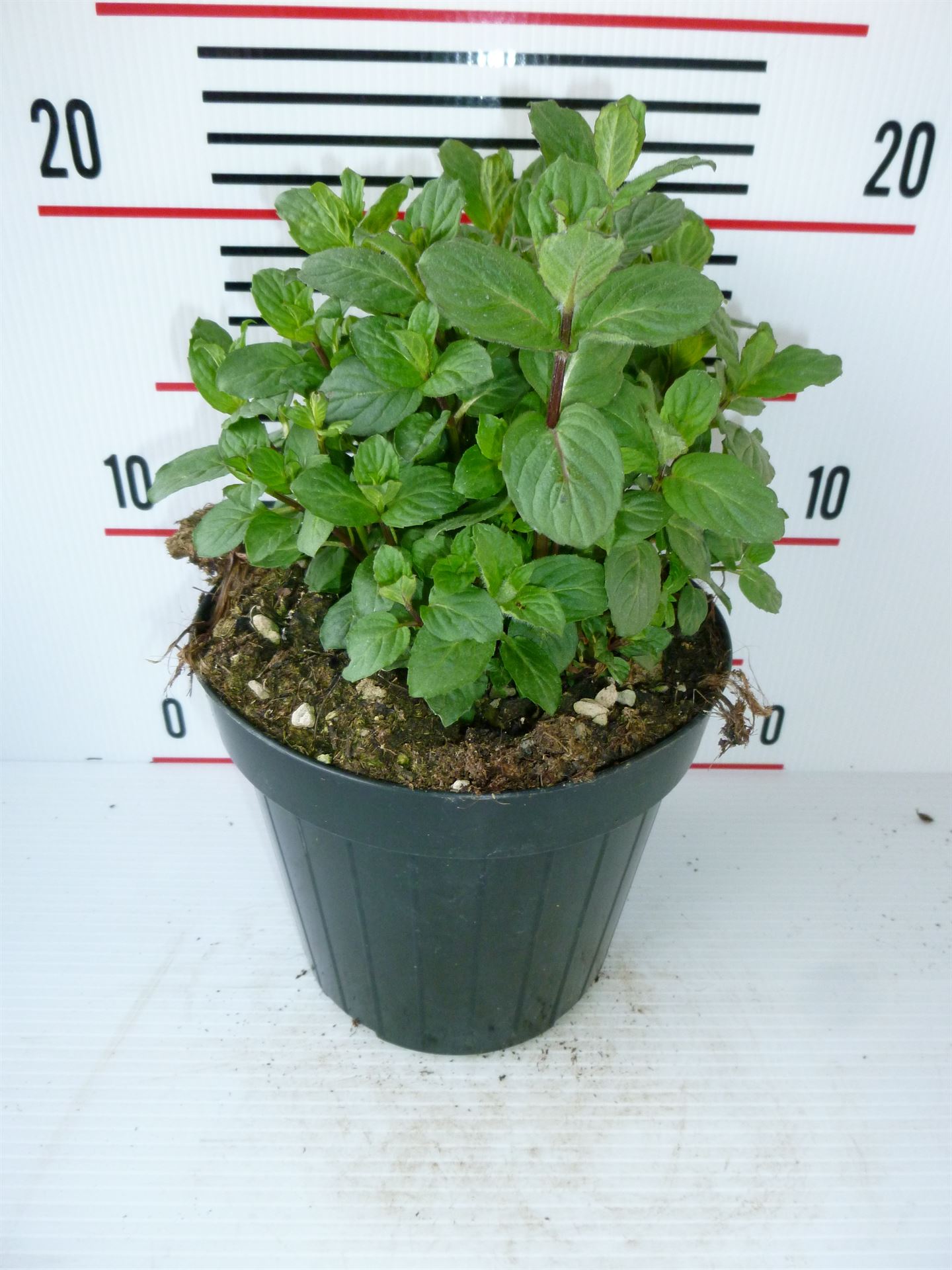 Горшечные цветы и растения оптом Mentha Piperita от 8шт из Голландии с доставкой по России