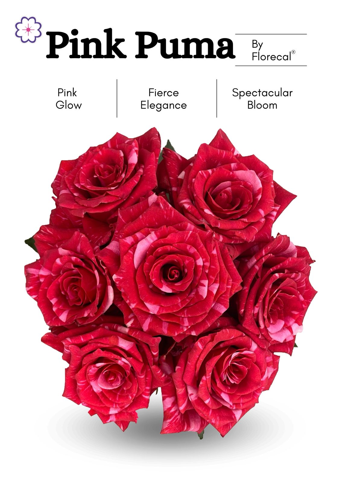 Срезанные цветы оптом Rosa ec pink puma от 100шт из Голландии с доставкой по России