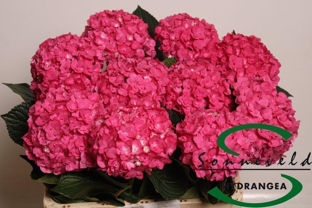 Срезанные цветы оптом Hydrangea royal anastasia от 10шт из Голландии с доставкой по России