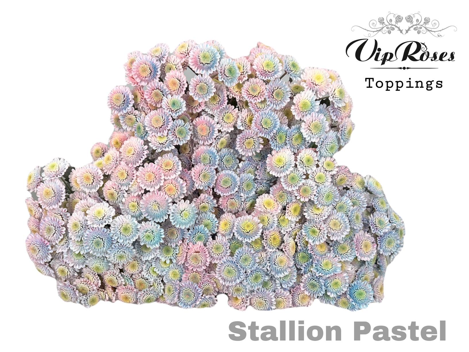 Срезанные цветы оптом Chrys sp paint stallion pastel от 40шт из Голландии с доставкой по России