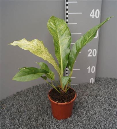 Горшечные цветы и растения оптом Anthurium Hookeri Variegata от 6шт из Голландии с доставкой по России