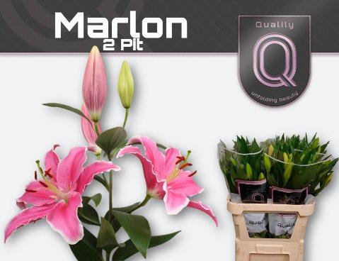Срезанные цветы оптом Lilium or marlon от 40шт из Голландии с доставкой по России