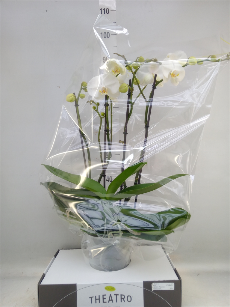 Горшечные цветы и растения оптом Phalaenopsis   ...white от 1шт из Голландии с доставкой по России