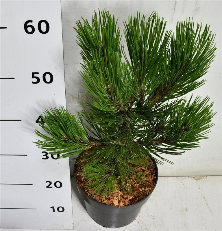 Горшечные цветы и растения оптом Pinus Heldreichii Compact Gem от 1шт из Голландии с доставкой по России