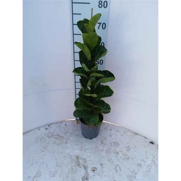 Горшечные цветы и растения оптом Ficus Lyrata Bambino 1pp от 6шт из Голландии с доставкой по России