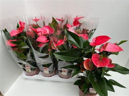 Горшечные цветы и растения оптом Anthu An Melito 7-8 Bloemen+ от 6шт из Голландии с доставкой по России