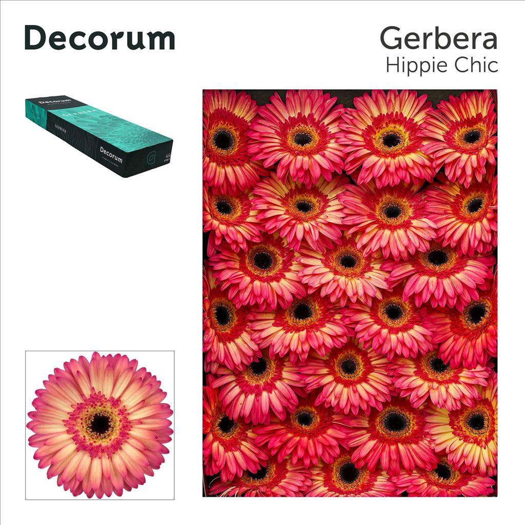 Срезанные цветы оптом Gerbera hippie chic от 50шт из Голландии с доставкой по России