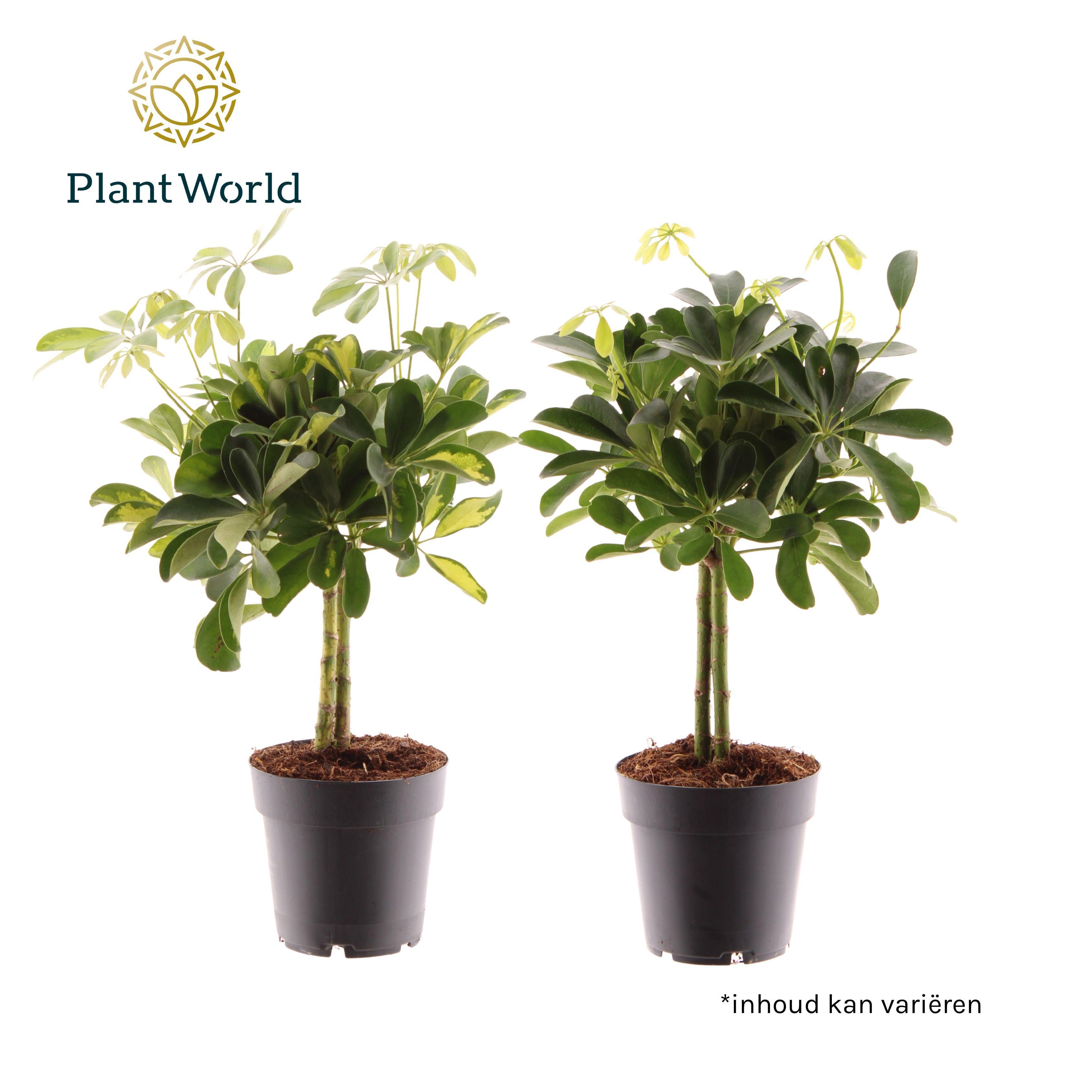 Горшечные цветы и растения оптом Schefflera On Stem Mix (gold Capella & Compacta) от 7шт из Голландии с доставкой по России
