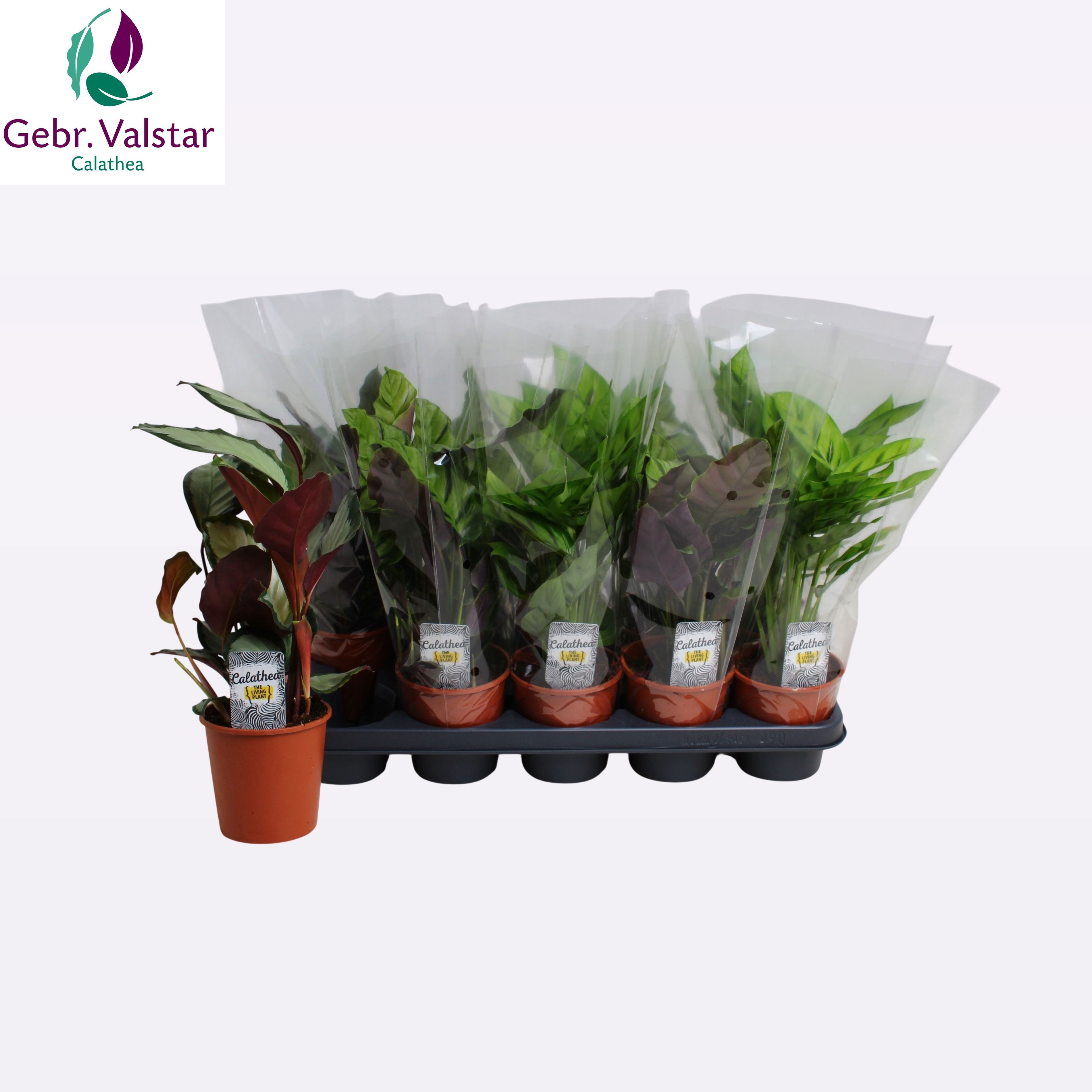 Горшечные цветы и растения оптом Calat Gem 3 Srt от 10шт из Голландии с доставкой по России