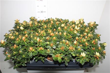 Горшечные цветы и растения оптом Rhod Weisse Sachsenstern от 6шт из Голландии с доставкой по России