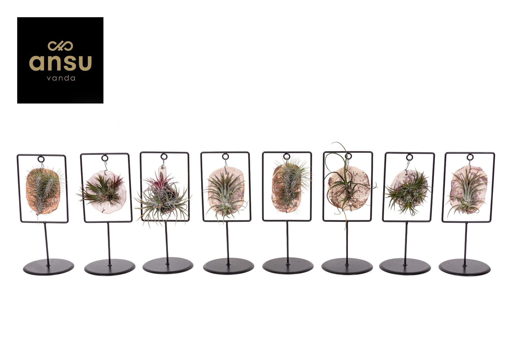 Горшечные цветы и растения оптом Tillandsia Ionantha от 8шт из Голландии с доставкой по России